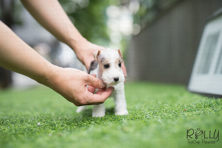 Rolly Teacup Puppies (SOLD to Jefferson) Pikachu - Fox Terrier. F.