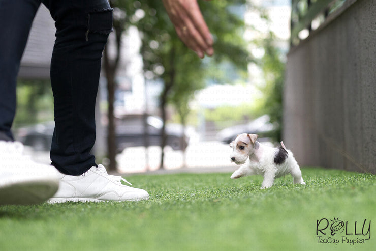 Rolly Teacup Puppies (SOLD to Jefferson) Pikachu - Fox Terrier. F.