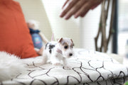 Rolly Teacup Puppies (SOLD to Jefferson) Pikachu - Fox Terrier. F.