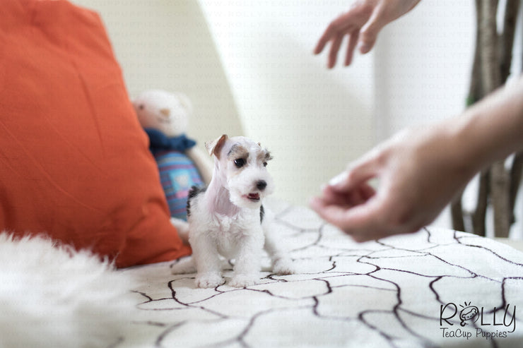 Rolly Teacup Puppies (SOLD to Jefferson) Pikachu - Fox Terrier. F.