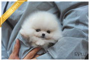 Rolly Teacup Puppies (Purchased by Rogers) Piper - Pomeranian. F.