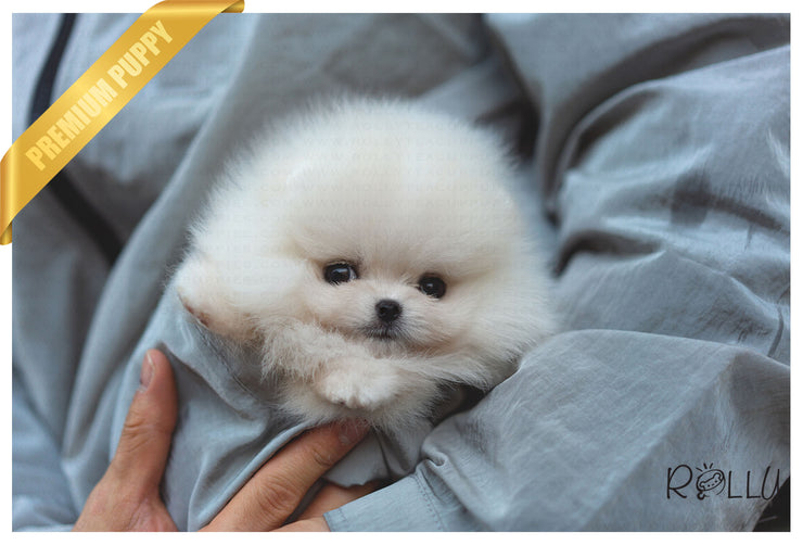 Rolly Teacup Puppies (Purchased by Rogers) Piper - Pomeranian. F.