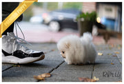 Rolly Teacup Puppies (Purchased by Rogers) Piper - Pomeranian. F.