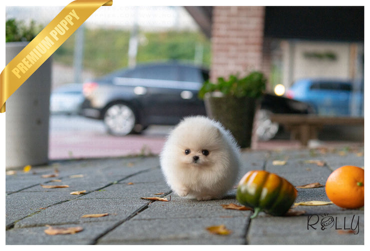 Rolly Teacup Puppies (Purchased by Rogers) Piper - Pomeranian. F.