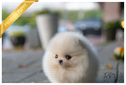 Rolly Teacup Puppies (Purchased by Rogers) Piper - Pomeranian. F.