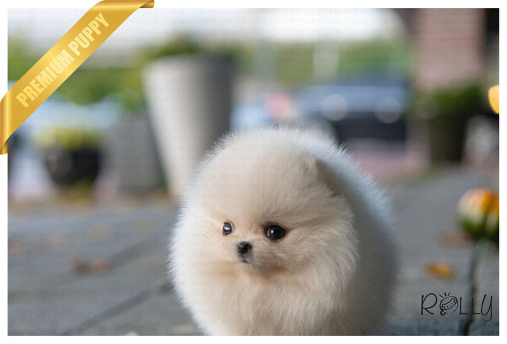 Rolly Teacup Puppies (Purchased by Rogers) Piper - Pomeranian. F.