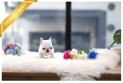 Rolly Teacup Puppies (Purchased by Herold) Pixie - French. F.