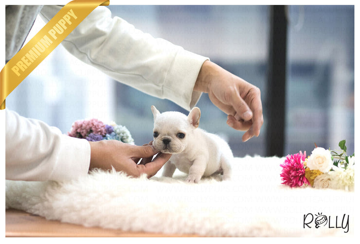 Rolly Teacup Puppies (Purchased by Herold) Pixie - French. F.