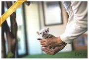 Rolly Teacup Puppies (Purchased by Herold) Pixie - French. F.