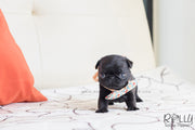 Rolly Teacup Puppies (SOLD to Mizrahi)Pobi - Pug. M.
