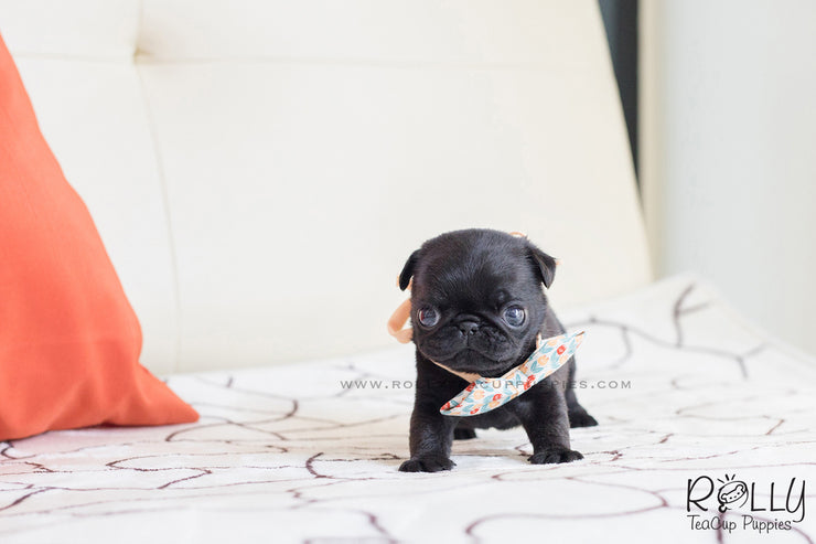 Rolly Teacup Puppies (SOLD to Mizrahi)Pobi - Pug. M.