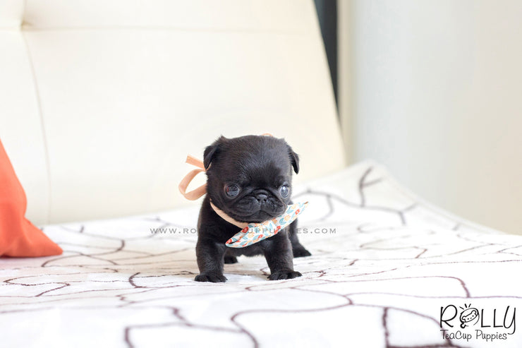 Rolly Teacup Puppies (SOLD to Mizrahi)Pobi - Pug. M.