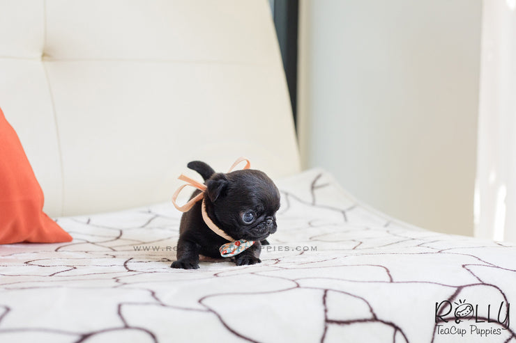 Rolly Teacup Puppies (SOLD to Mizrahi)Pobi - Pug. M.