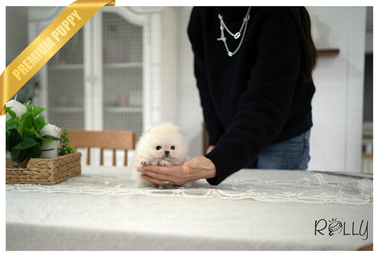 Rolly Teacup Puppies (PURCHASED by Hashimi) MOCHI - Pomeranian. M.
