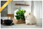 Rolly Teacup Puppies (PURCHASED by Hashimi) MOCHI - Pomeranian. M.
