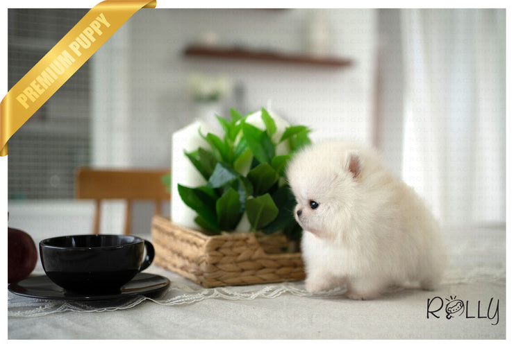 Rolly Teacup Puppies (PURCHASED by Hashimi) MOCHI - Pomeranian. M.