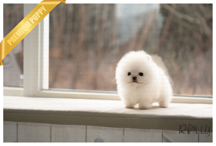 Rolly Teacup Puppies (PURCHASED by Hashimi) MOCHI - Pomeranian. M.