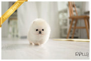Rolly Teacup Puppies (PURCHASED by Hashimi) MOCHI - Pomeranian. M.