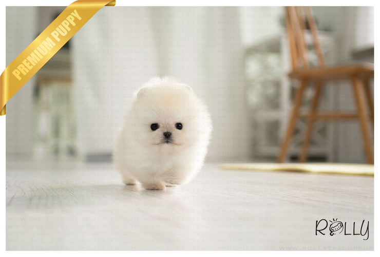 Rolly Teacup Puppies (PURCHASED by Hashimi) MOCHI - Pomeranian. M.
