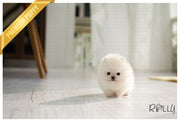 Rolly Teacup Puppies (PURCHASED by Hashimi) MOCHI - Pomeranian. M.