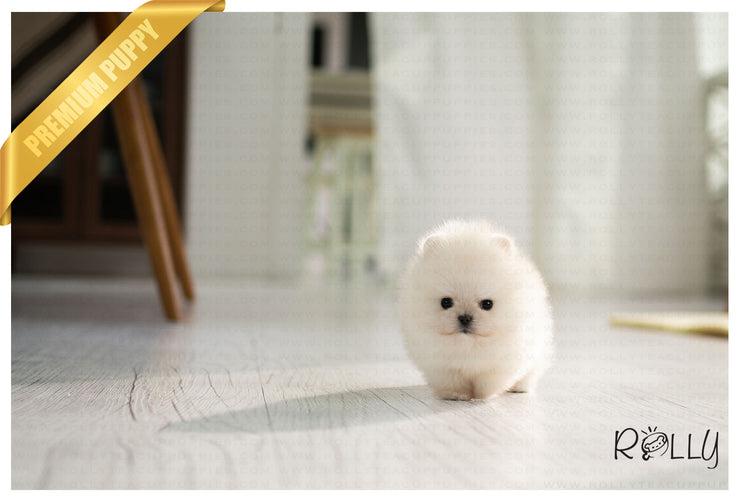 Rolly Teacup Puppies (PURCHASED by Hashimi) MOCHI - Pomeranian. M.