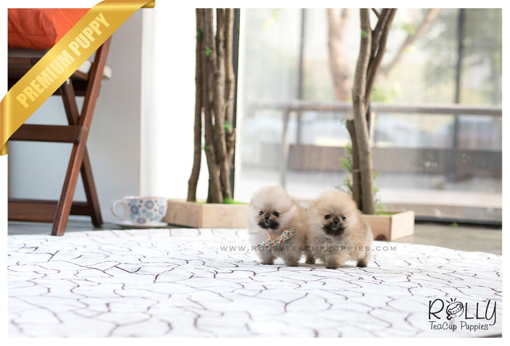 Rolly Teacup Puppies (SOLD to Lynn) Lucy - Pomeranian. F.