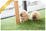 Rolly Teacup Puppies (SOLD to Lynn) Lucy - Pomeranian. F.