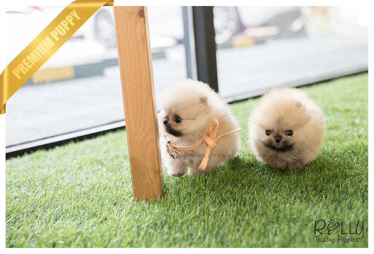 Rolly Teacup Puppies (SOLD to Lynn) Lucy - Pomeranian. F.