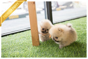 Rolly Teacup Puppies (SOLD to Lynn) Lucy - Pomeranian. F.