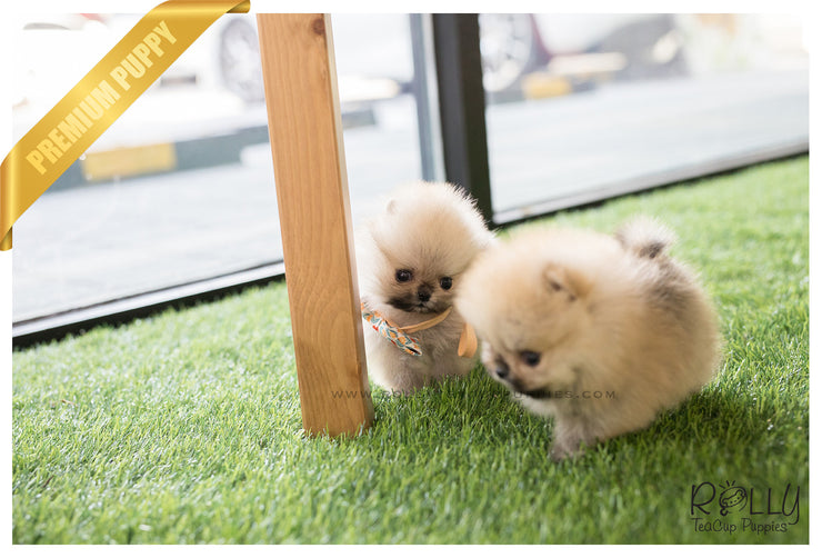 Rolly Teacup Puppies (SOLD to Lynn) Lucy - Pomeranian. F.