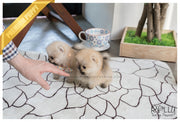 Rolly Teacup Puppies (SOLD to Lynn) Lucy - Pomeranian. F.