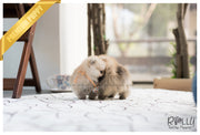 Rolly Teacup Puppies (SOLD to Lynn) Lucy - Pomeranian. F.