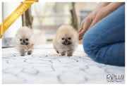 Rolly Teacup Puppies (SOLD to Lynn) Lucy - Pomeranian. F.