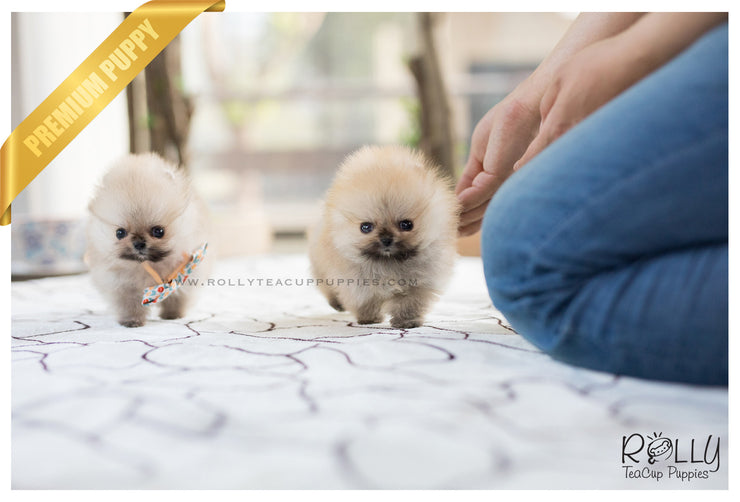 Rolly Teacup Puppies (SOLD to Lynn) Lucy - Pomeranian. F.