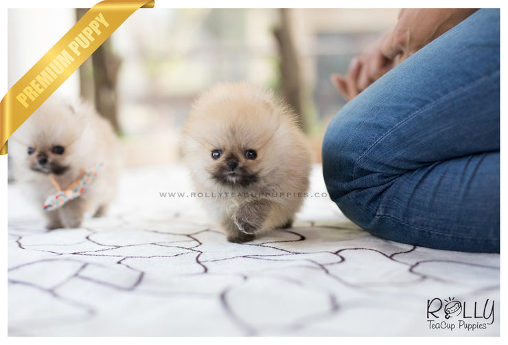 Rolly Teacup Puppies (SOLD to Lynn) Lucy - Pomeranian. F.