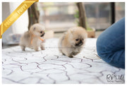 Rolly Teacup Puppies (SOLD to Lynn) Lucy - Pomeranian. F.