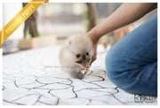 Rolly Teacup Puppies (SOLD to Lynn) Lucy - Pomeranian. F.