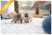 Rolly Teacup Puppies (SOLD to Lynn) Lucy - Pomeranian. F.