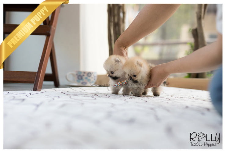 Rolly Teacup Puppies (SOLD to Lynn) Lucy - Pomeranian. F.