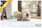 Rolly Teacup Puppies (SOLD to Lynn) Lucy - Pomeranian. F.