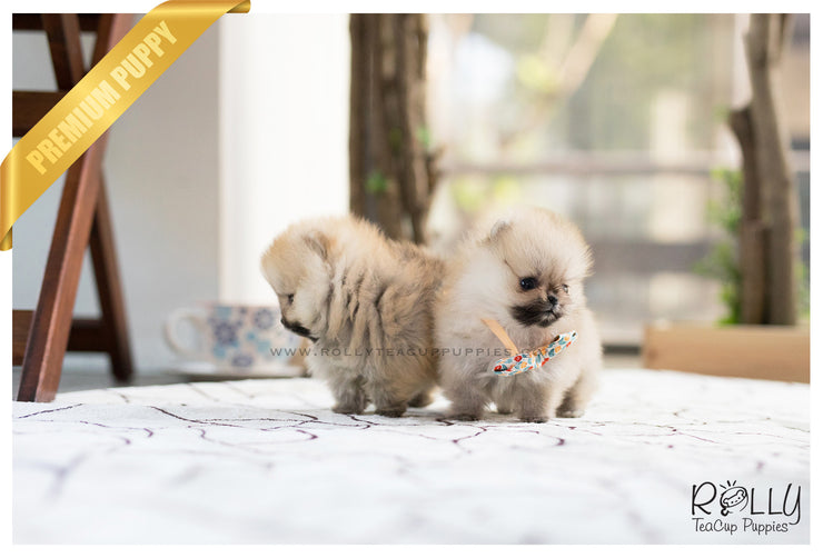 Rolly Teacup Puppies (SOLD to Lynn) Lucy - Pomeranian. F.