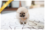 Rolly Teacup Puppies (SOLD to Lynn) Lucy - Pomeranian. F.