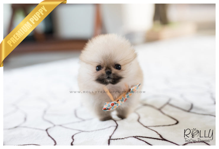 Rolly Teacup Puppies (SOLD to Lynn) Lucy - Pomeranian. F.