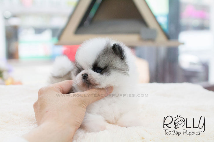 Rolly Teacup Puppies Sophie - Pomeranian.