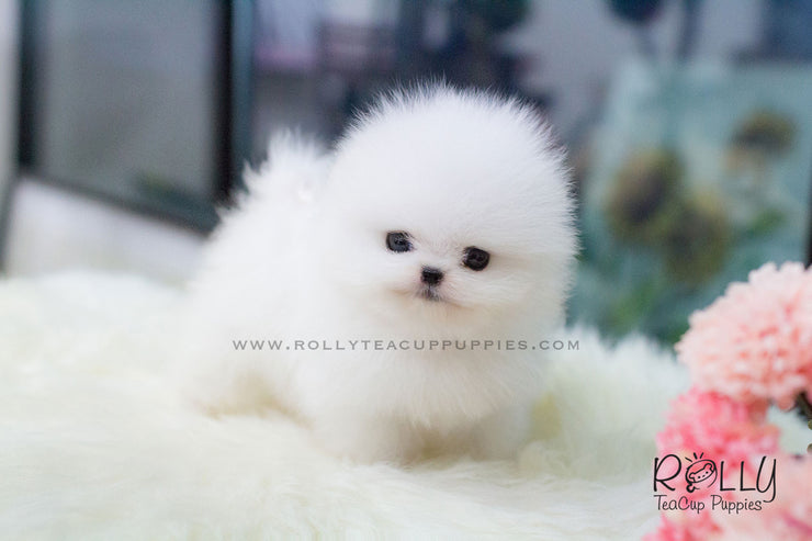 Rolly Teacup Puppies Elsa - Pomeranian.