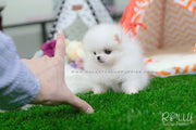 Rolly Teacup Puppies Brie - Pomeranian.