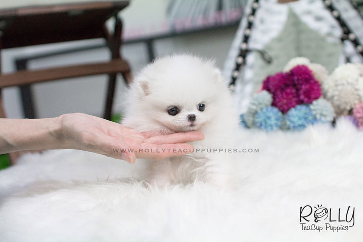 Rolly Teacup Puppies Brie - Pomeranian.