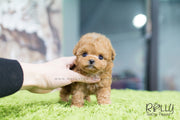 Rolly Teacup Puppies Hollie - Poodle. F.