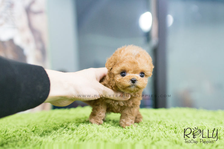 Rolly Teacup Puppies Hollie - Poodle. F.