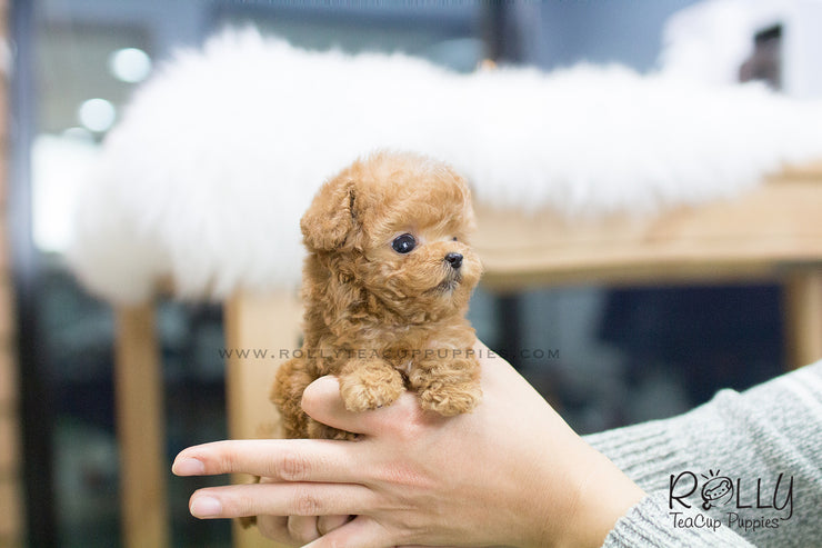 Rolly Teacup Puppies Hollie - Poodle. F.